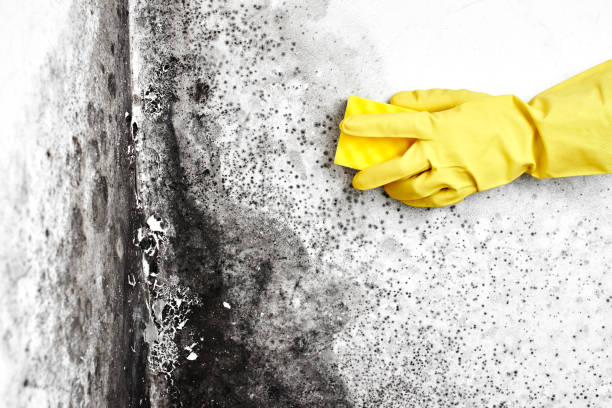 Best Residential Mold Removal  in Van Wert, OH
