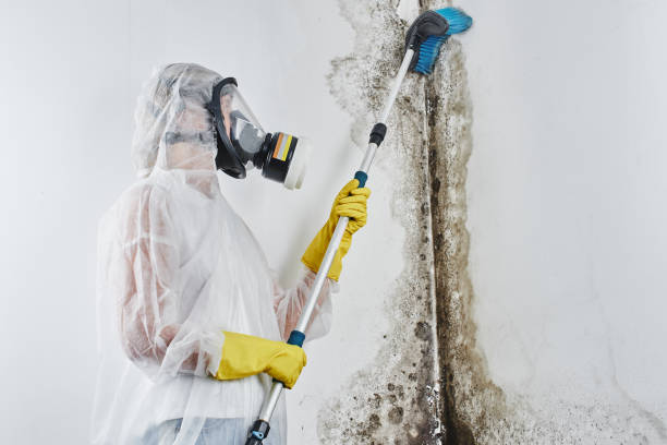 Best Toxic Mold Removal  in Van Wert, OH