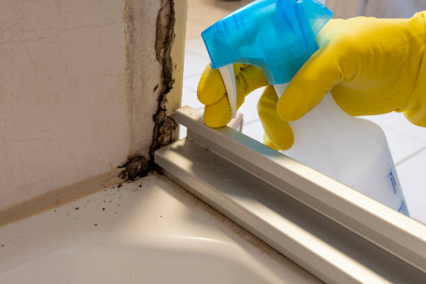 Home Mold Removal in Van Wert, OH