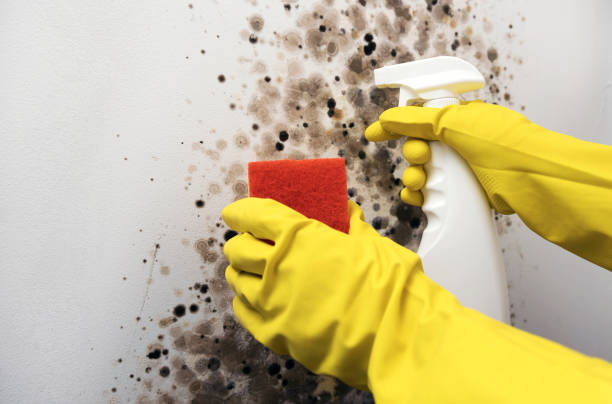 Best Attic Mold Removal  in Van Wert, OH