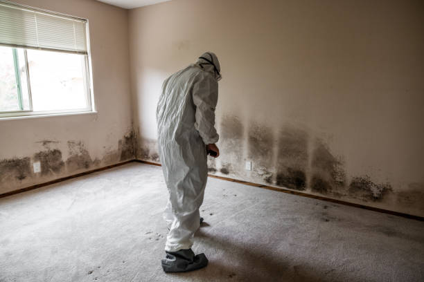 Best Fast Mold Removal  in Van Wert, OH