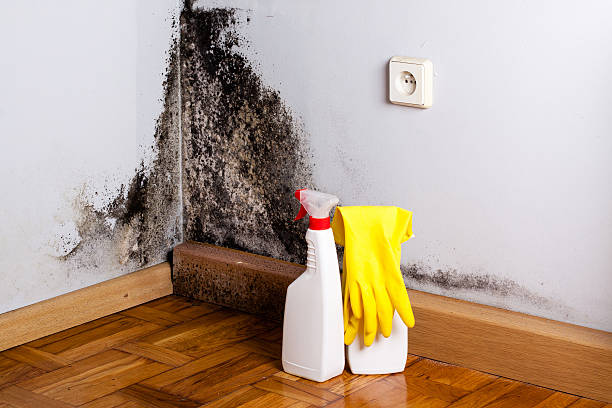 Best Commercial Mold Removal  in Van Wert, OH