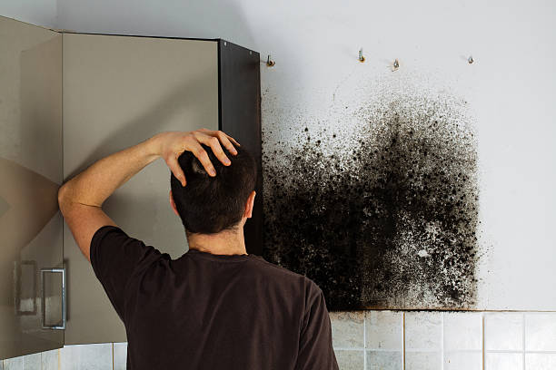 Best Home Mold Removal  in Van Wert, OH